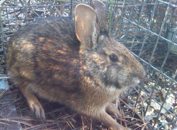 Marsh-Rabbit-e1478015087146